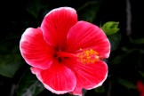 Hibiscus Red WHite