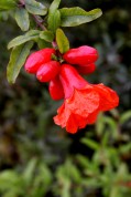 Red Fruit Bloom