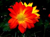 Red Yellow Flower 1
